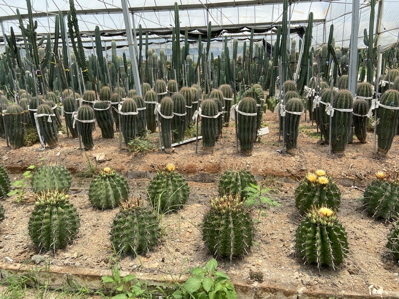 Ferocactus recurvus cactus