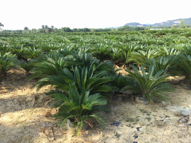 cycas revoluta sago palm