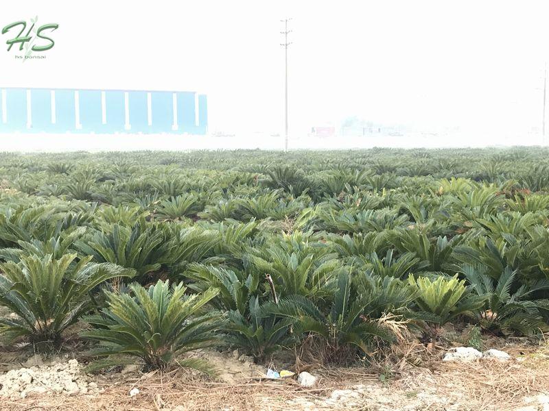 Cycas & Palm Nursery
