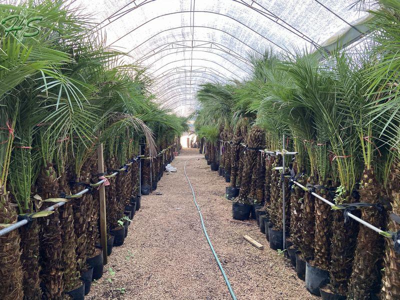  Cycas & Palm Nursery