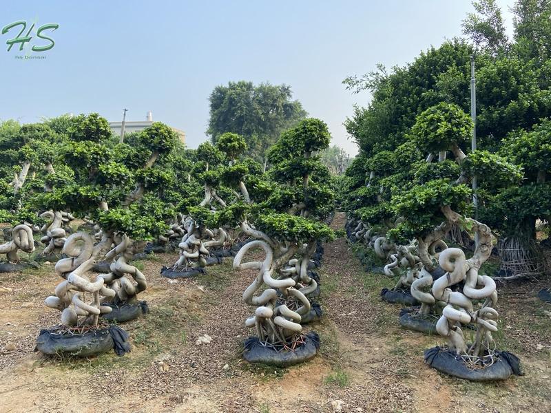 ficus microcarpa bonsai for nursery garden