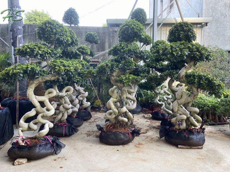 Chinese banyan ficus S shape bonsai