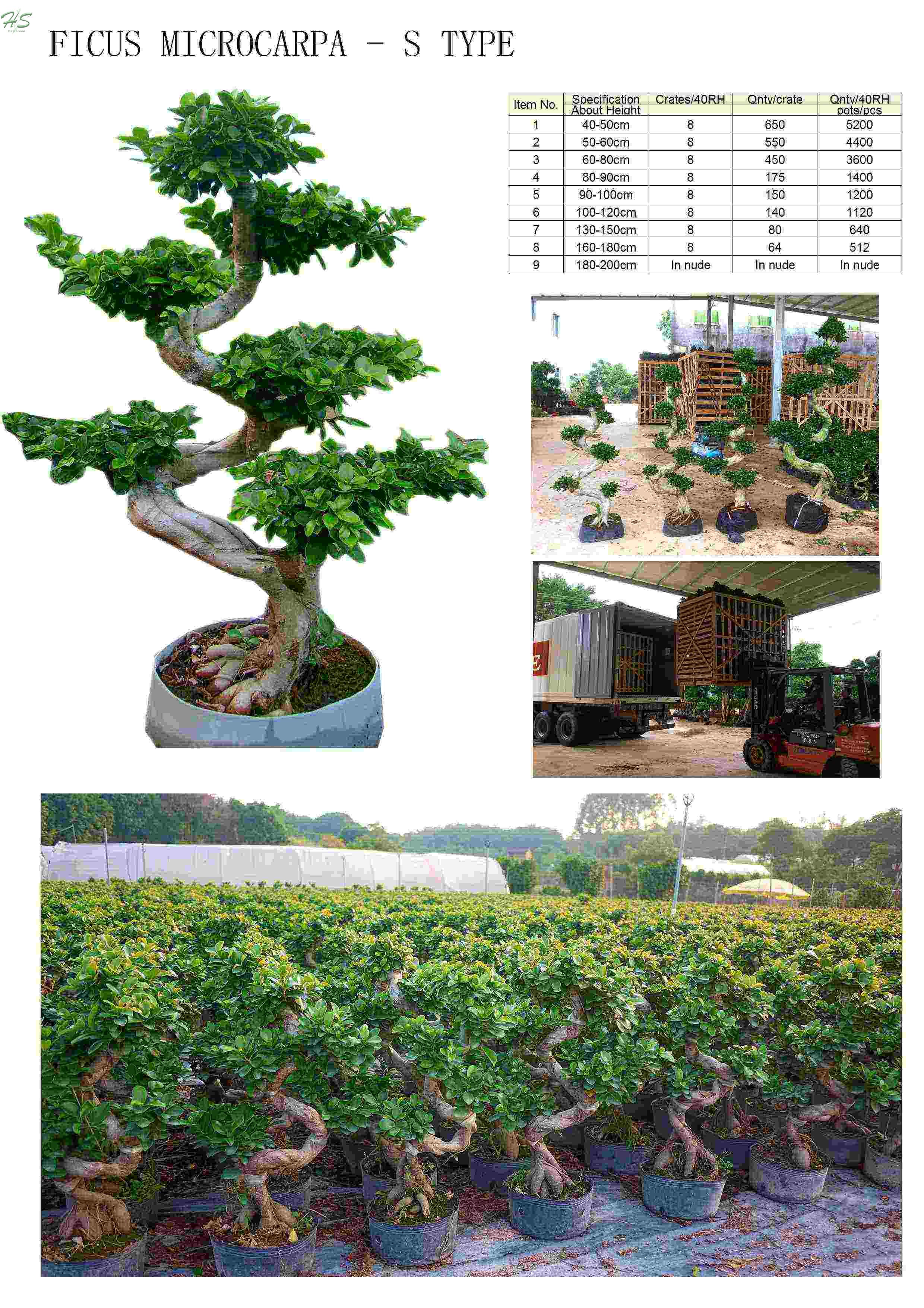 Ficus Microcarpa S shape Dragon bonsai