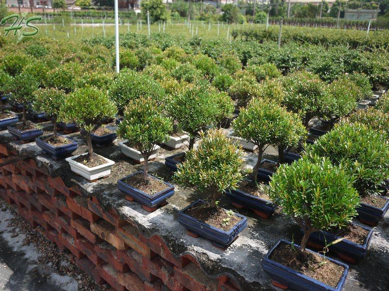 Árbol chino de los bonsais de Podocarpus