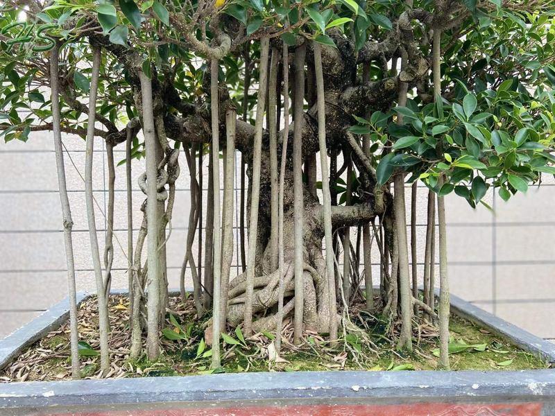 Ficus aerial chinese banyan bonsai tree
