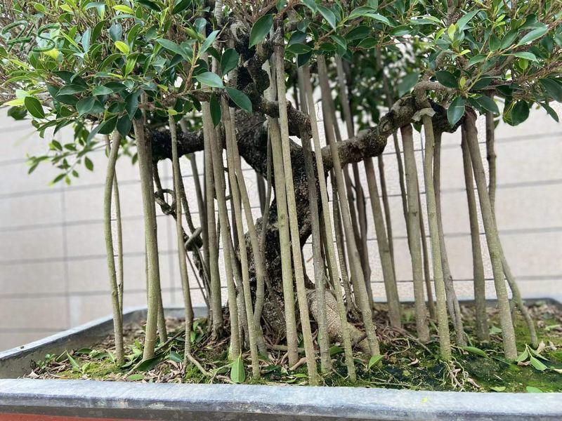 Ficus aerial bonsai tree