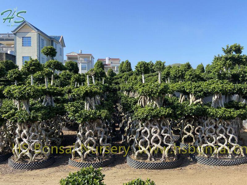 Ficus Microcarpa combined 8 shape bonsai