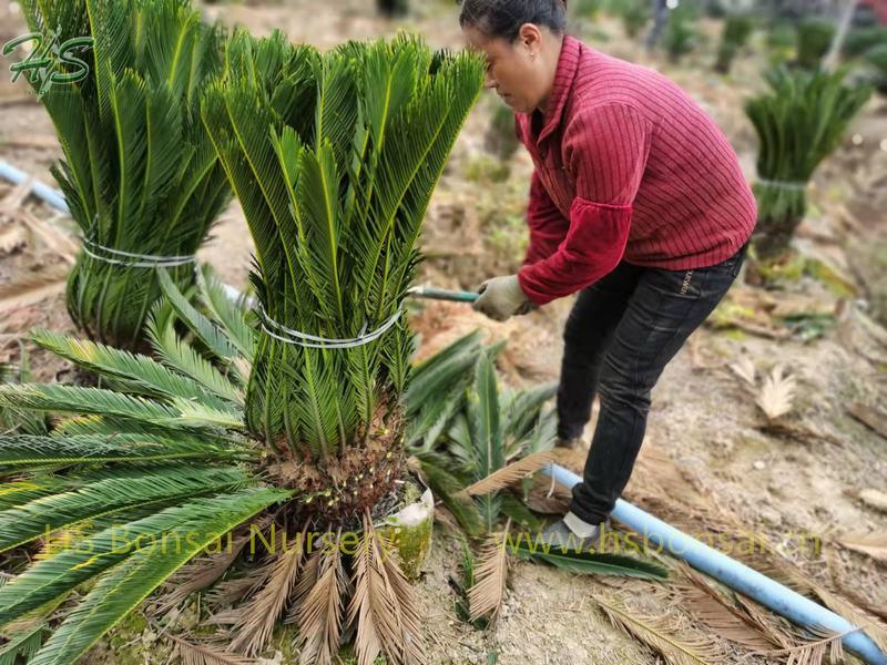 Vivero de palmeras King Sago Cycas revoluta en maceta