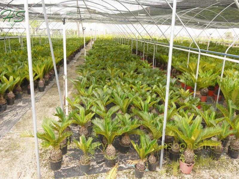 Sago Palm (Cycas Revoluta )