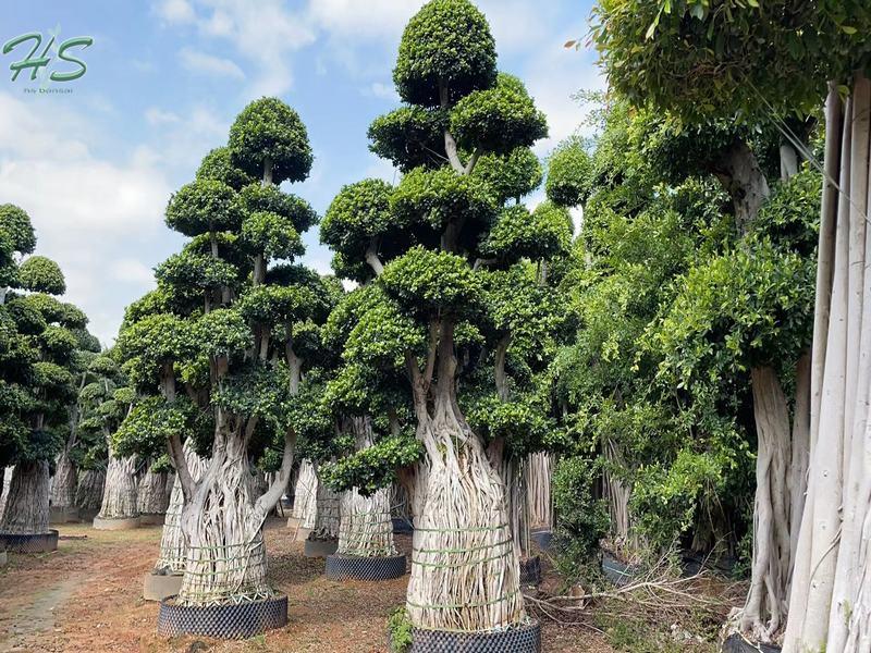Ornamental Ficus Multi Aerial Root Plant