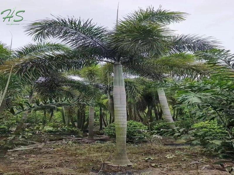 Palmera cola de zorra Wodyetia Bifurcata