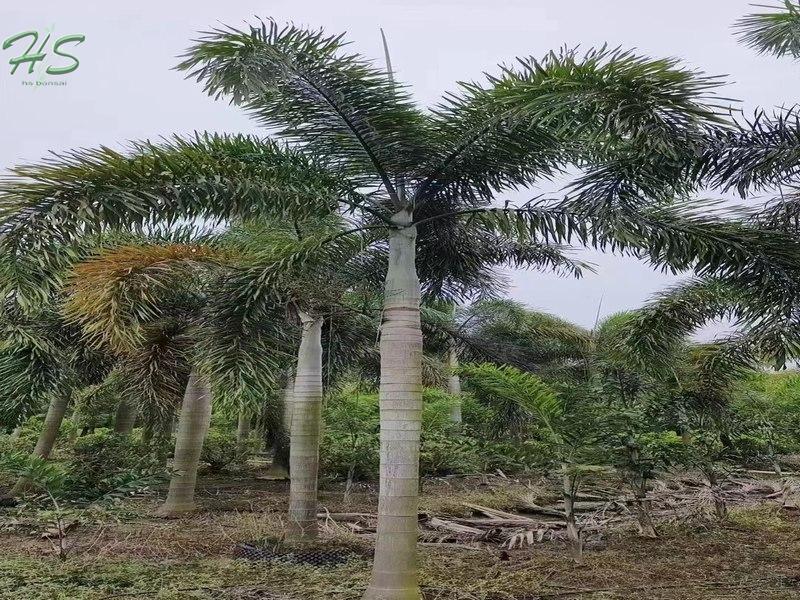 Palmera cola de zorra Wodyetia Bifurcata