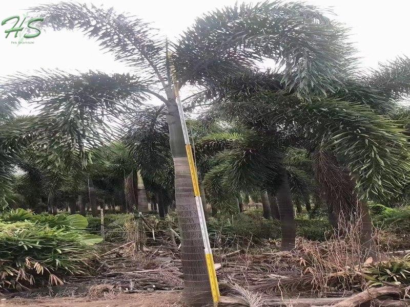 Palmera cola de zorra Wodyetia Bifurcata