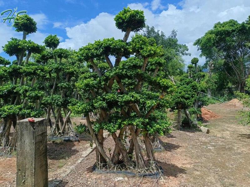 árbol ficus microcarpa