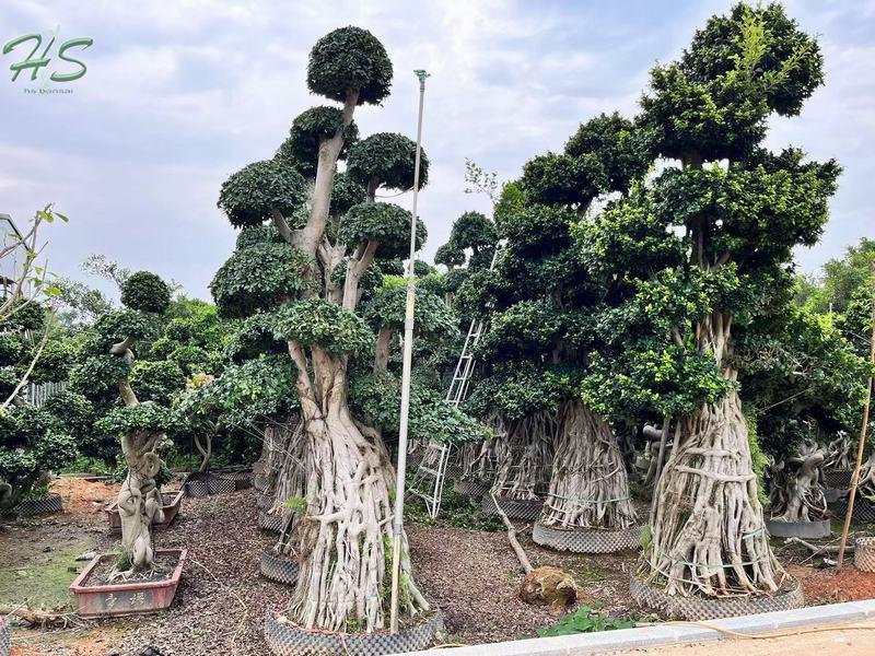 Ficus Microcarpa Con Corona Redondeada Con Densa