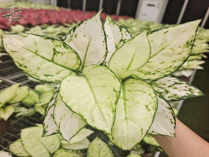 Plantas De Aglaonema al por mayor