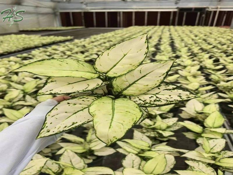 Plantas De Aglaonema al por mayor