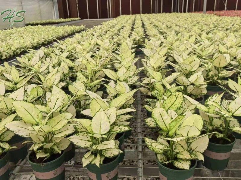 Venta al por mayor de plantas de Aglaonema, proveedor de plantas de interior en China