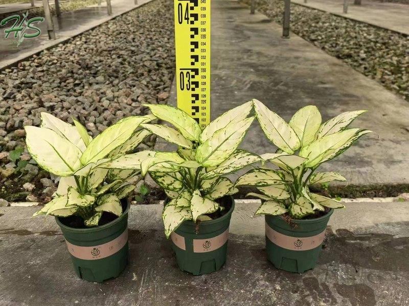 Venta al por mayor de plantas de Aglaonema, proveedor de plantas de interior en China