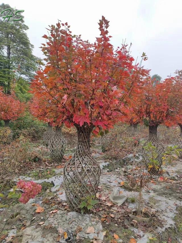 Acer palmatum Atropurpureums