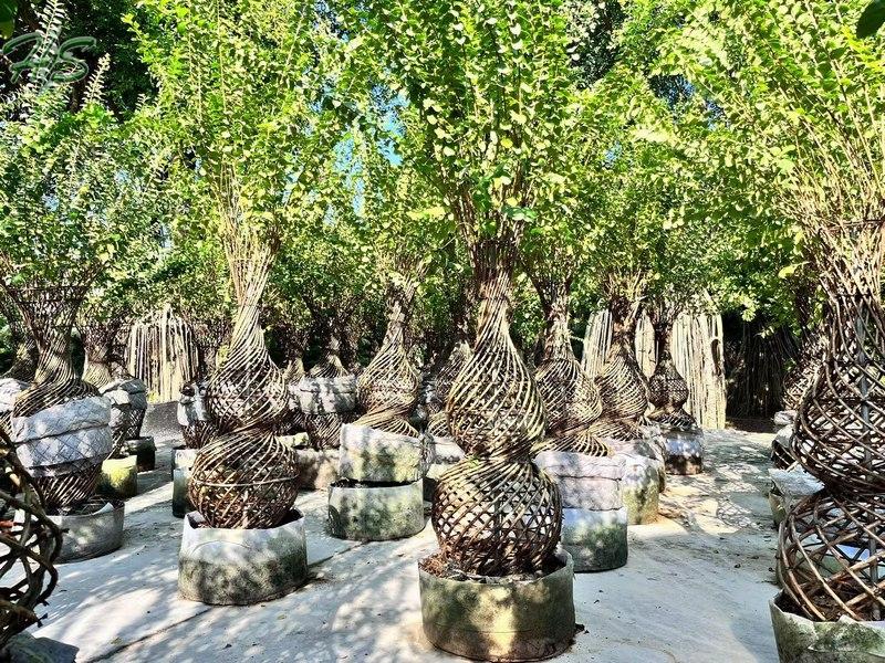 Planta de bonsái artificial Indica con forma de botella