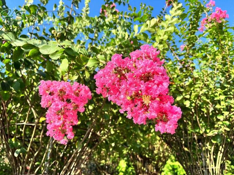 Lagerstroemia Espiral Indica En Maceta