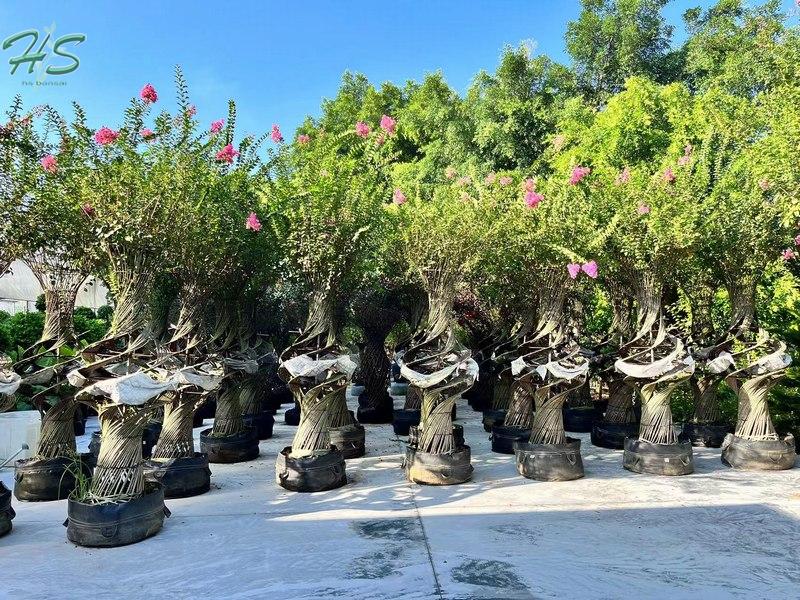 Lagerstroemia Espiral Indica En Maceta