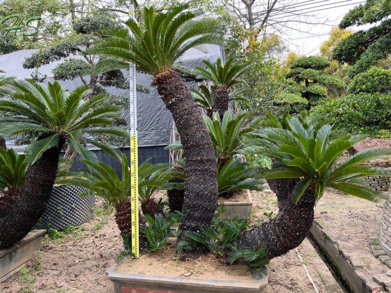 Wholesale Sago Palm Cycas Revoluta