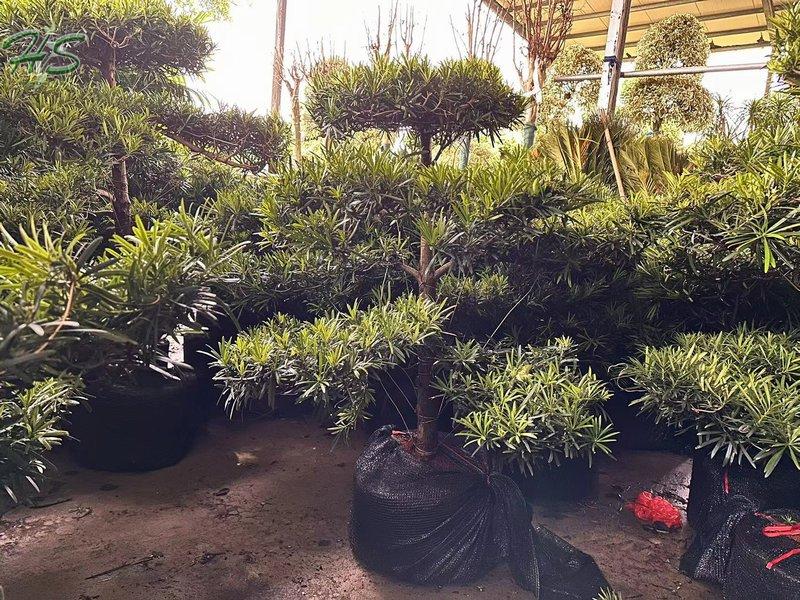 Wholesale Podocarpus Macrophyllus Tree