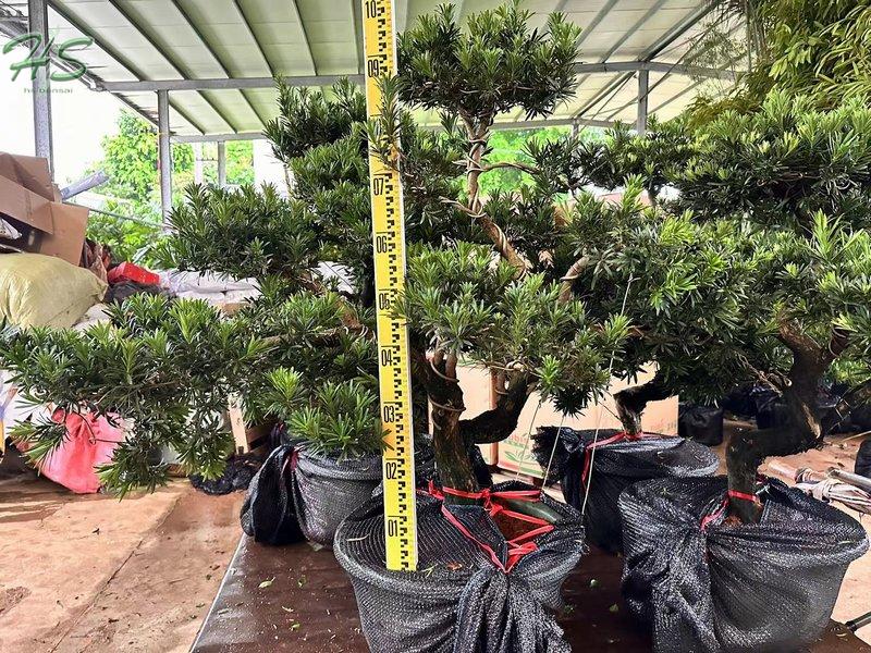 Wholesale Podocarpus Macrophyllus Tree