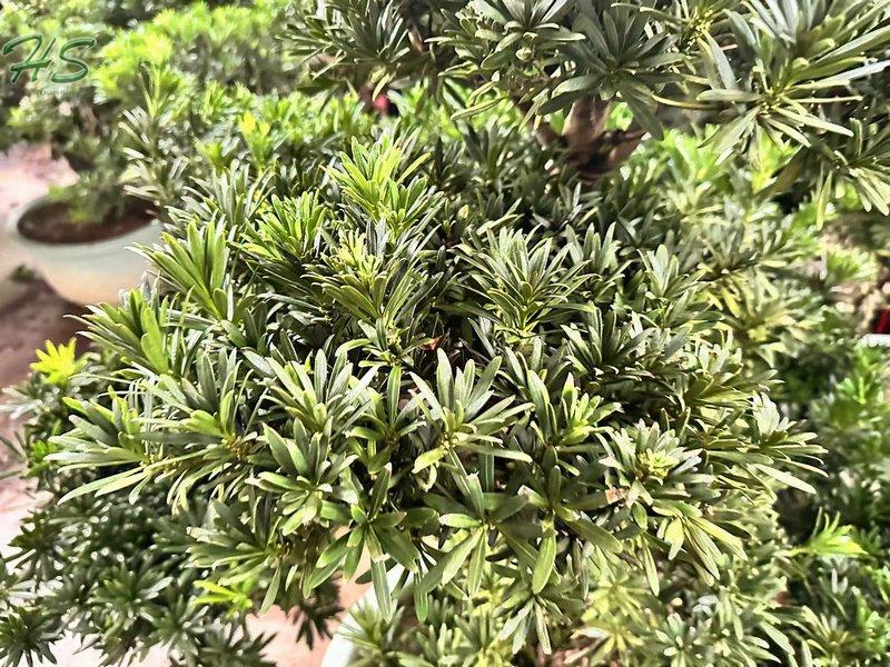 Wholesale Podocarpus Macrophyllus Tree