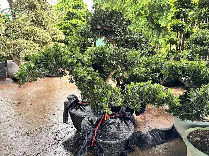 Wholesale Podocarpus Macrophyllus Tree