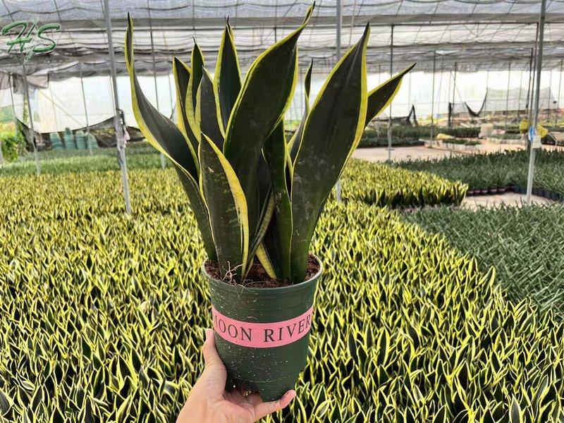 Sansevieria Air Purifying Plant