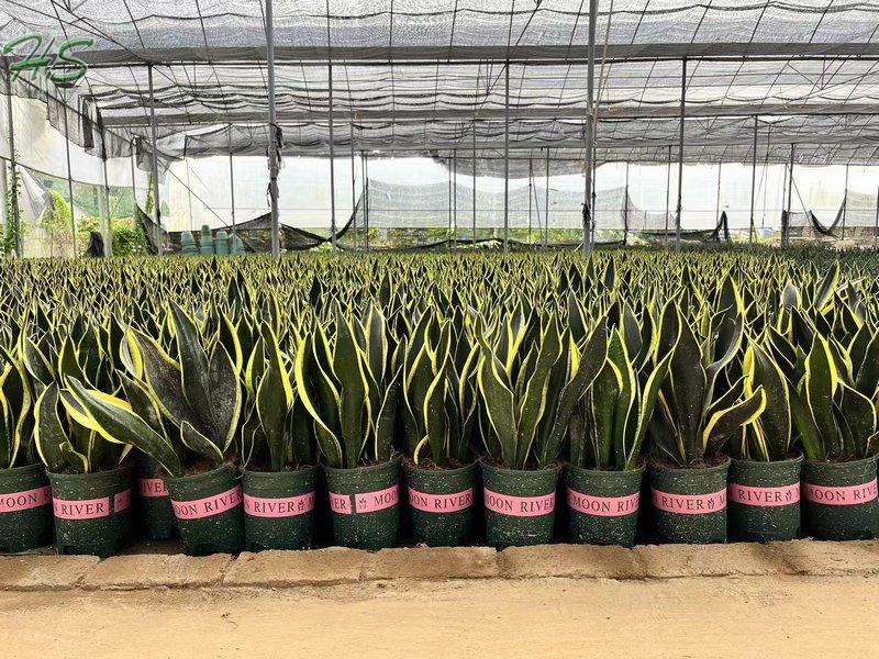 Sansevieria Air Purifying Plant