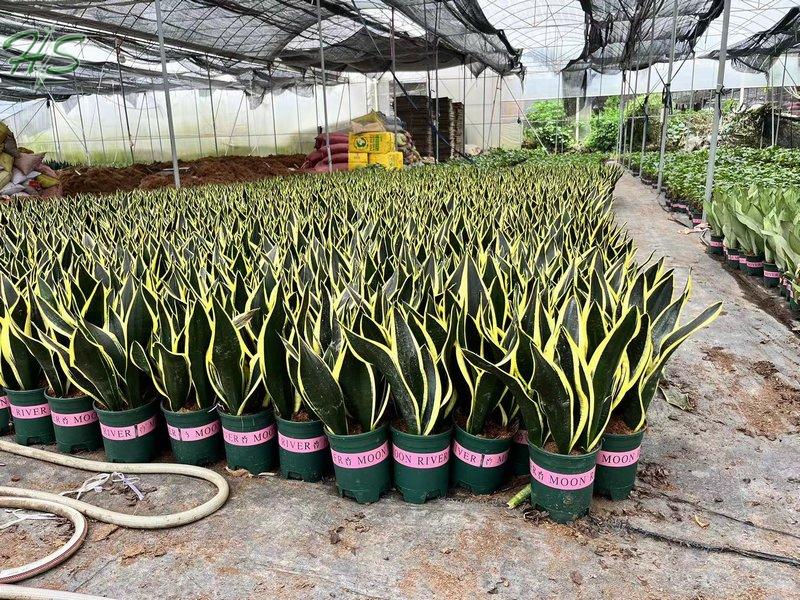 Sansevieria Air Purifying Plant