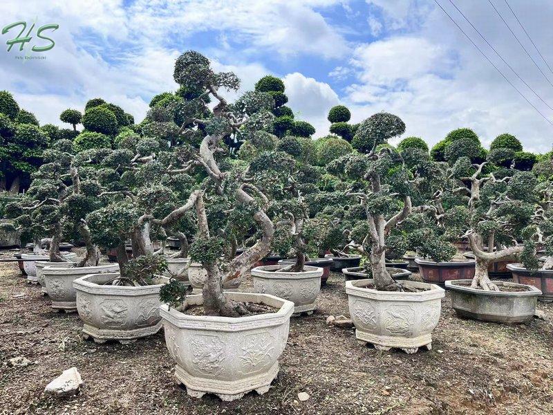 Chinese Elm Bonsai Tree