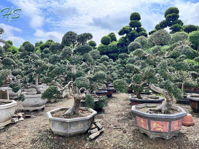 Chinese Elm Bonsai Tree