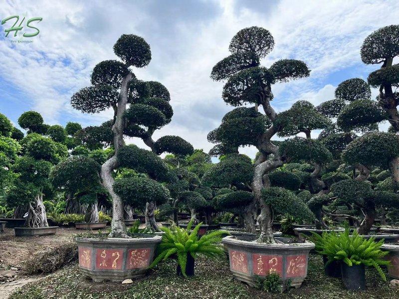 Chinese Elm Bonsai Tree