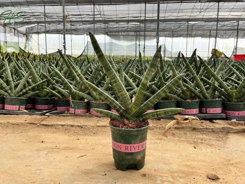 Sansevieria Dragon Fingers Plant