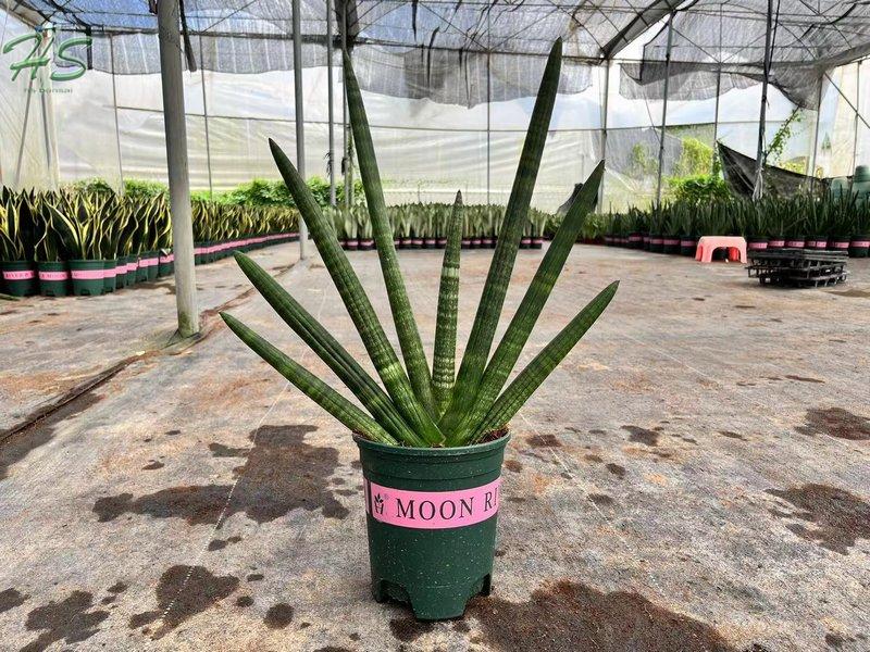 Hotsale Sansevieria Dragon Fingers Plant