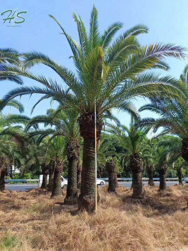 Canary Palm Trees Phoenix Canariensis Palm