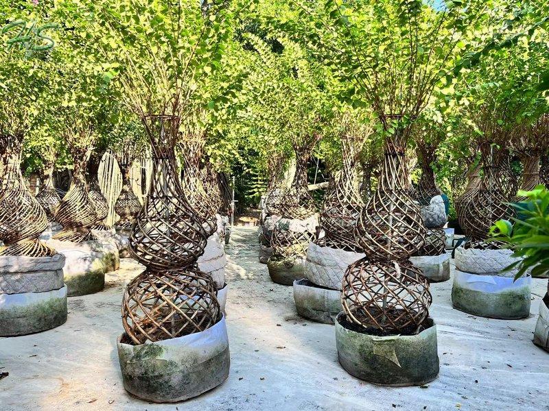 https://www.hsbonsai.cn/wholesale-spiral-shaped-crape-myrtle-bottle-shape_p296.html