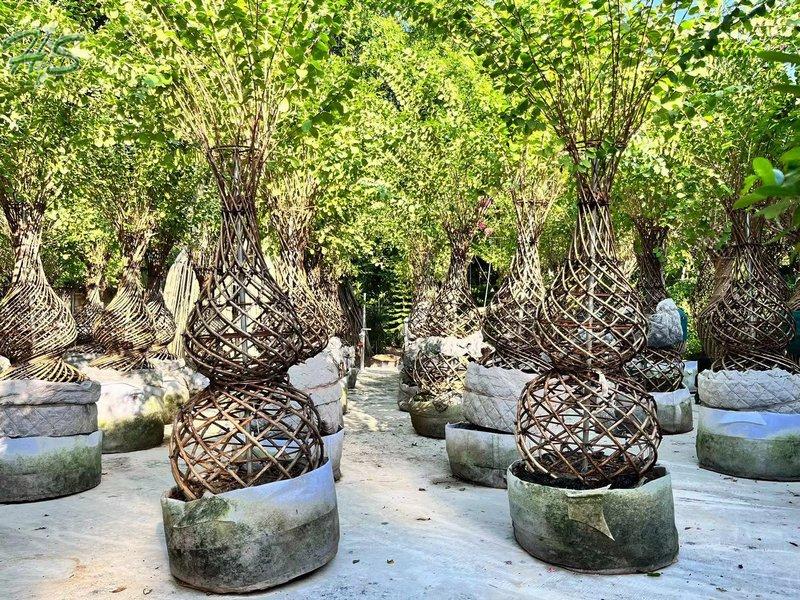 https://www.hsbonsai.cn/wholesale-spiral-shaped-crape-myrtle-bottle-shape_p296.html