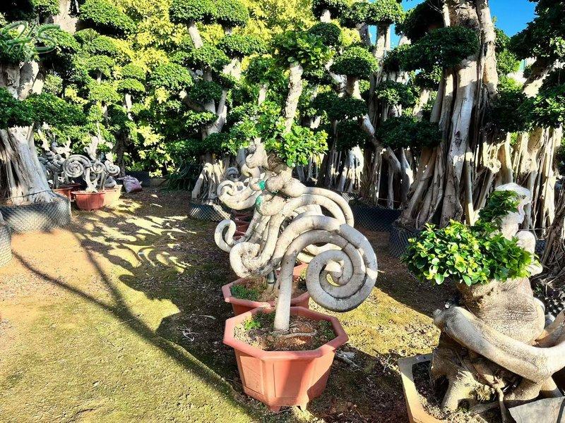 https://www.hsbonsai.cn/user/product/copyproduct/product_id/274/curr_page/0