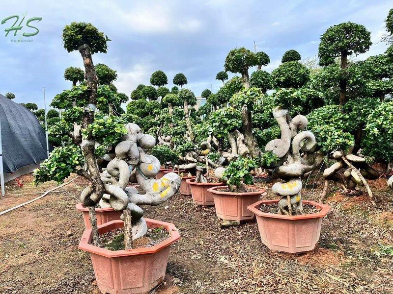 https://www.hsbonsai.cn/user/product/copyproduct/product_id/274/curr_page/0