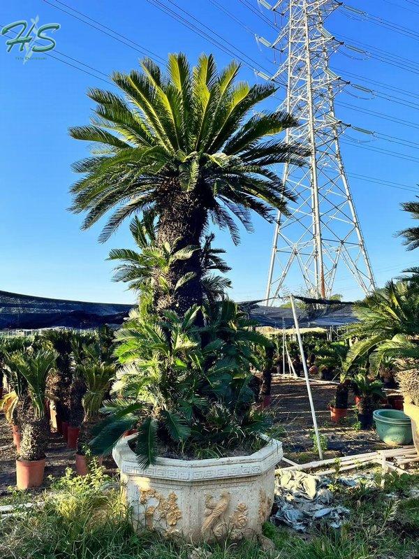 https://www.hsbonsai.cn/user/product/updateproduct/product_id/300/curr_page/0