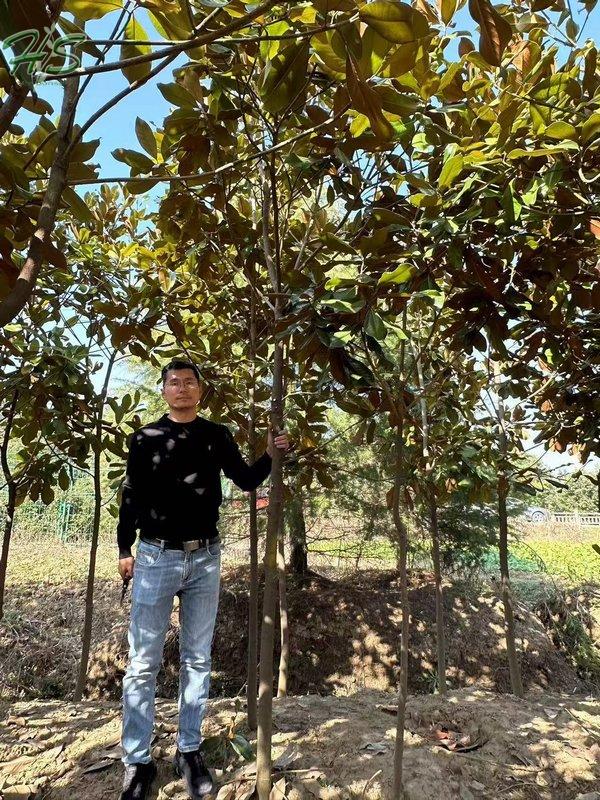 https://www.hsbonsai.cn/user/product/updateproduct/product_id/304/curr_page/0