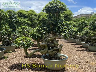 ficus microcarpa dragon shape bonsai