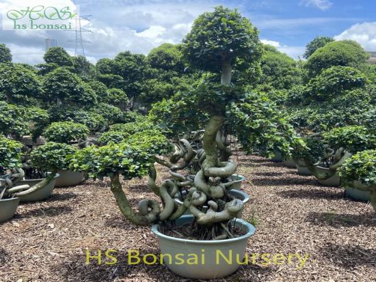ficus microcarpa dragon shape bonsai