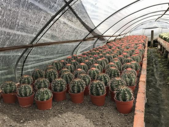 Saguaro cacti Melocactus